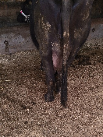 તીજુ વેતર 7 લીટરદુધ