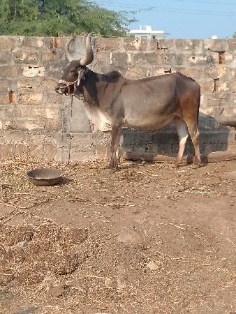 थंबनेल 3