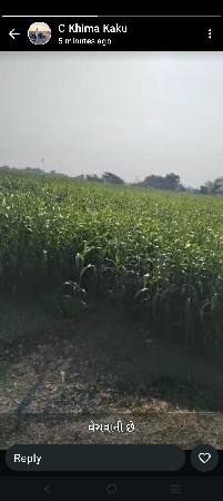 લિલો ચારો વેચવા નો છે