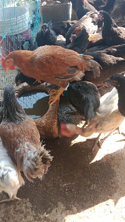 થંબનેલ 2