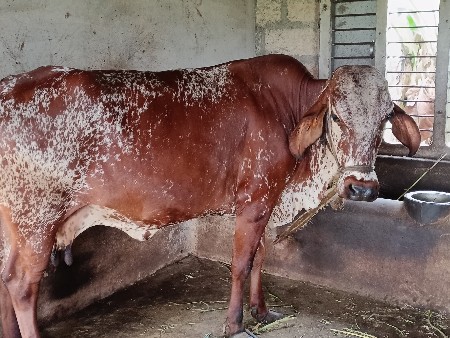 એશફકોશગાયવેશવાનીછે