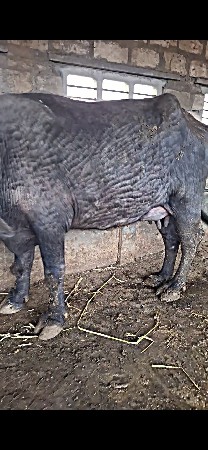 થંબનેલ 2