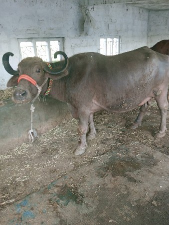 થંબનેલ 1