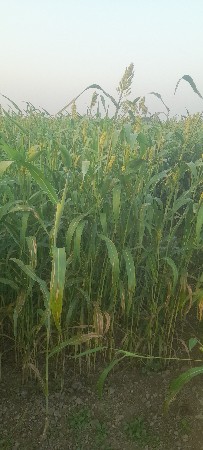 ગુંદરી નુ લીલુ.