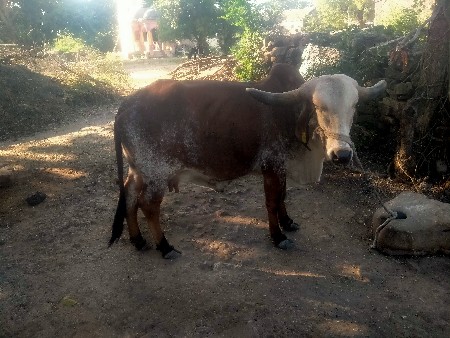 થંબનેલ 3