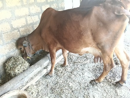 ગીર ગાય   વેતર ૪