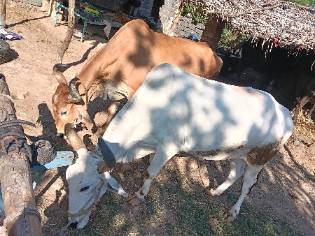બળદ વેચવાનો છે