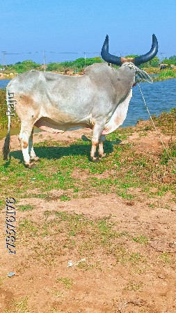 થંબનેલ 3