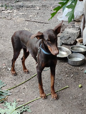 ડોબરમેન ફિમેલ  વેચાણ  છે