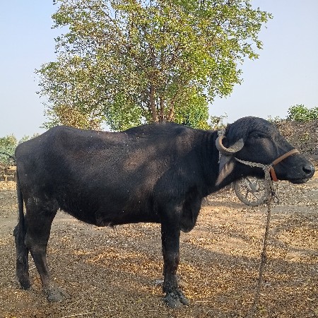 શાળા ધન પોણા ચાર વર્ષનો ખડેલું