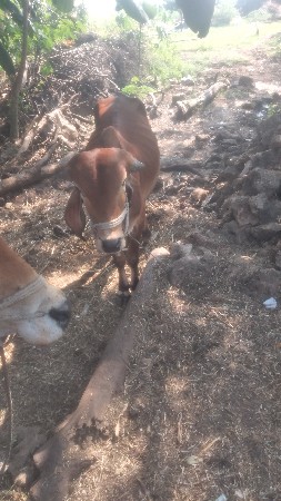 ગોઢલો વેચવાનો છે