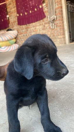 લેબ્રાડોર mel