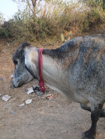 थंबनेल 3