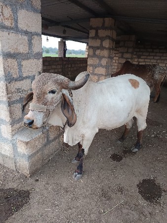 थंबनेल 2