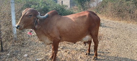 વેચવાની છે