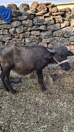 થંબનેલ 2