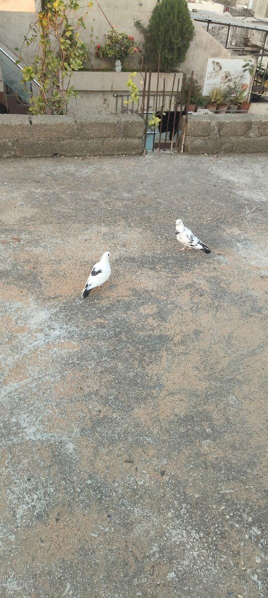 થંબનેલ 2