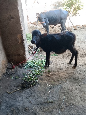 ભેંસ વેચવાની સે દુધ4લીટરસે