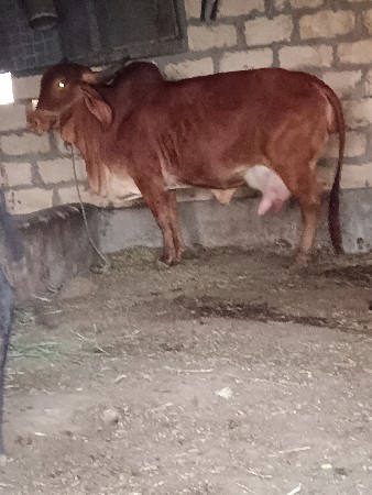 થંબનેલ 3