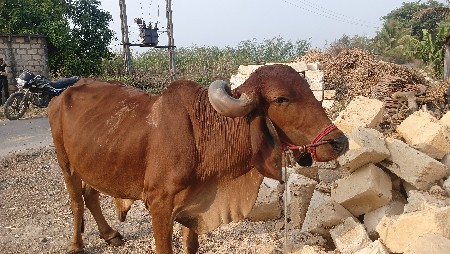બળદ વેચવાનો છે
