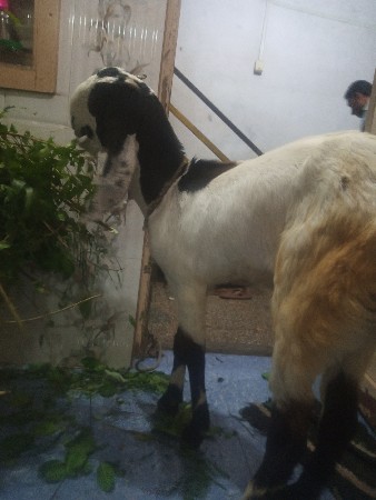 થંબનેલ 2