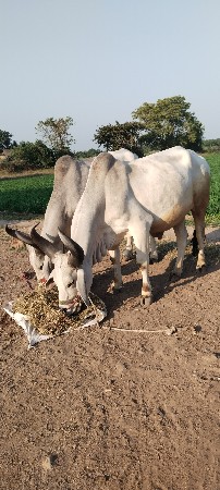 બે વાવણી વાવેલા