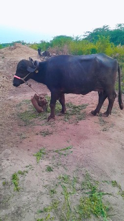 ભેસ વેચાણ સે