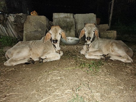 થંબનેલ 3