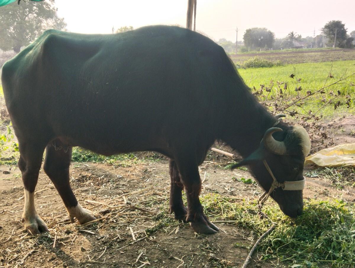 બીજા વેતર,પાડી