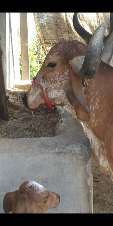 थंबनेल 1