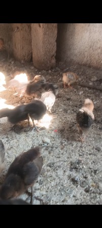 વેચવાના છે