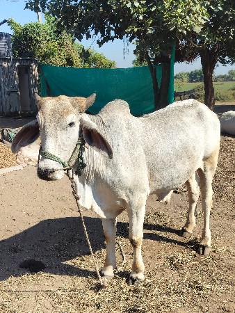 થંબનેલ 3