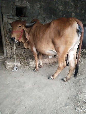 ગાય વેચવાની છે