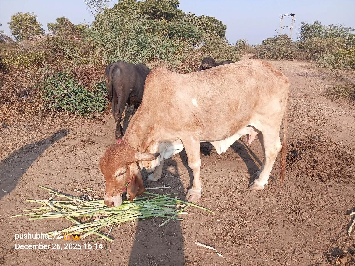 ગાય વેચવાની છે