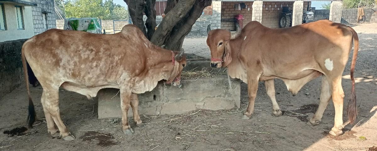 थंबनेल 3