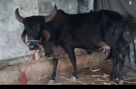 ગાય વેચવાની છે
