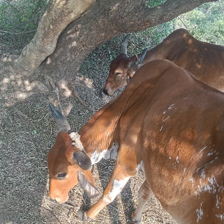 થંબનેલ 1