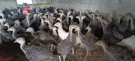 થંબનેલ 4