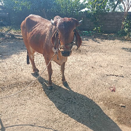 ચાર જાતે છે