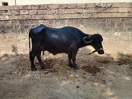 20 દિવસ ની વિયાલ નીસે પાડી