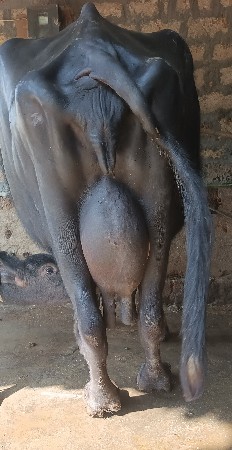 थंबनेल 6