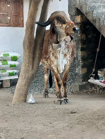 થંબનેલ 1