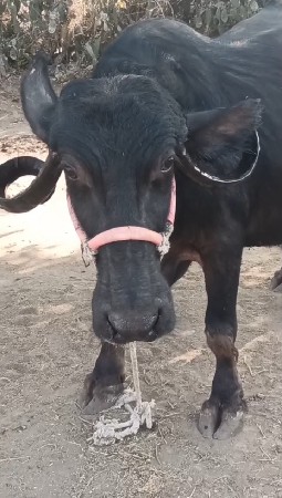 थंबनेल 3