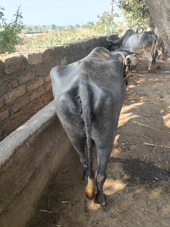 थंबनेल 2