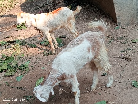 થંબનેલ 3