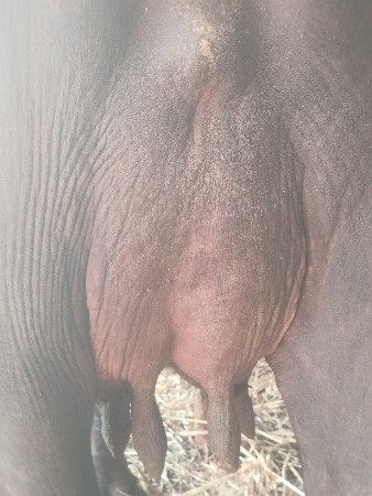 2 વેતર ની ભેશ વેસવાની સે