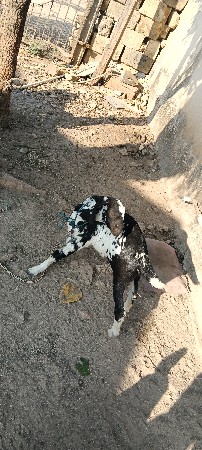 થંબનેલ 2