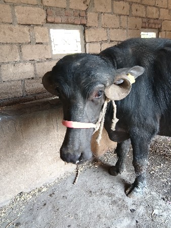 આ ખડેલી વેચવાની છે