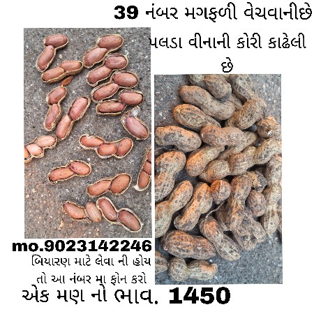 39 નંબર મગફળી વેચવાની છે