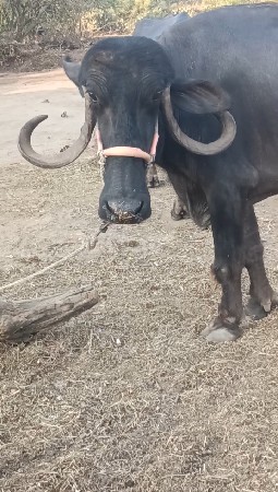 ભેંસ વેચવાની છે